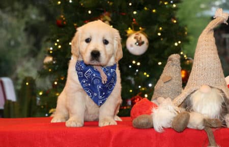 ESMERALDA CUCCIOLI FEMMINA COLLARE ROSA GOLDEN RETRIEVER SAN NICOLO 5352