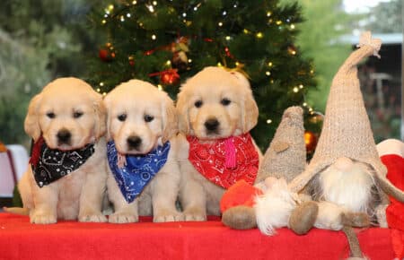 ESMERALDA CUCCIOLI FEMMINE GOLDEN RETRIEVER SAN NICOLO 5347