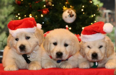 ESMERALDA CUCCIOLI MASCHI GOLDEN RETRIEVER SAN NICOLO 5283