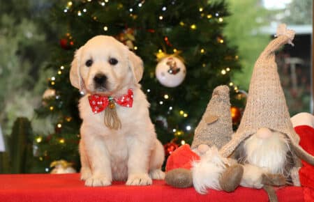 ESMERALDA CUCCIOLI MASCHIO COLLARE BEIGE GOLDEN RETRIEVER SAN NICOLO 5337