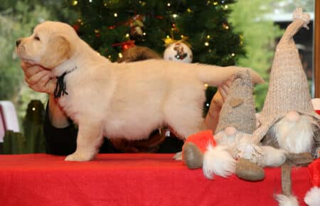 ESMERALDA CUCCIOLI MASCHIO COLLARE NERO GOLDEN RETRIEVER SAN NICOLO 5316