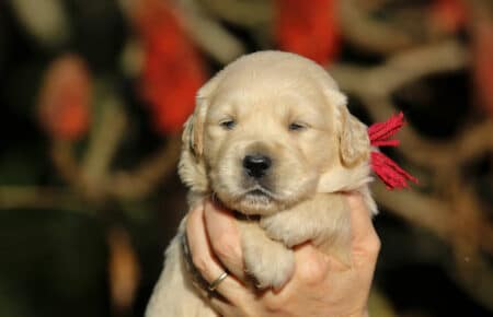 ESMERALDA FEMMINA BORDEAUX CUCCIOLODI GOLDEN RETRIEVER SAN NICOLO 5132