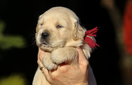 ESMERALDA FEMMINA BORDEAUX CUCCIOLODI GOLDEN RETRIEVER SAN NICOLO 5134