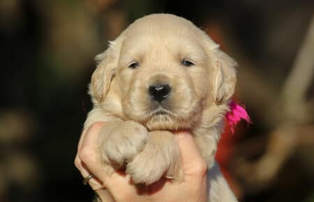 ESMERALDA FEMMINA FUXIA CUCCIOLO DI GOLDEN RETRIEVER SAN NICOLO 5141