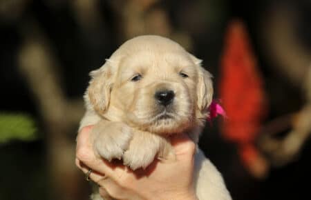 ESMERALDA FEMMINA FUXIA CUCCIOLO DI GOLDEN RETRIEVER SAN NICOLO 5142