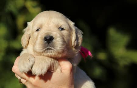 ESMERALDA FEMMINA FUXIA CUCCIOLO DI GOLDEN RETRIEVER SAN NICOLO 5144