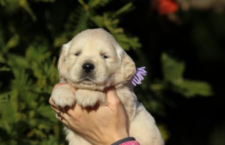ESMERALDA FEMMINA LILLA CUCCIOLODI GOLDEN RETRIEVER SAN NICOLO 5130
