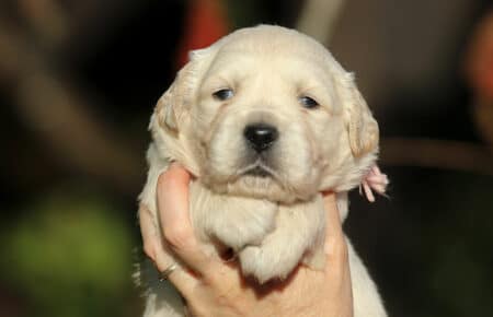 ESMERALDA FEMMINA ROSA CUCCIOLO DI GOLDEN RETRIEVER SAN NICOLO 5160