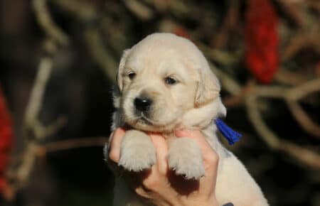 ESMERALDA MASCHIO BLU CUCCIOLODI GOLDEN RETRIEVER SAN NICOLO 5102