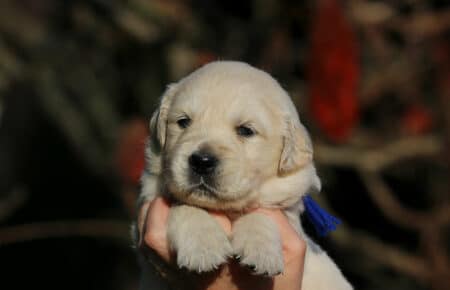 ESMERALDA MASCHIO BLU CUCCIOLODI GOLDEN RETRIEVER SAN NICOLO 5103