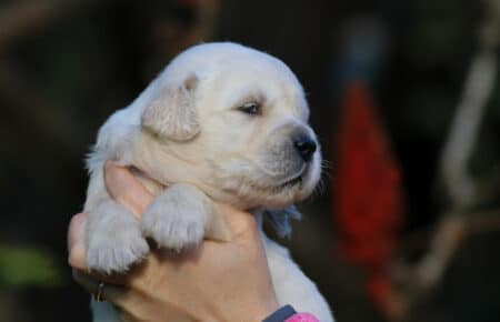 ESMERALDA MASCHIO GIRIO CUCCIOLODI GOLDEN RETRIEVER SAN NICOLO 5121