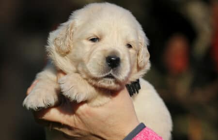 ESMERALDA MASCHIO NERO CUCCIOLODI GOLDEN RETRIEVER SAN NICOLO 5107