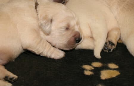 MARILYN CUCCIOLI DI GOLDEN RETRIEVER SAN NICOLO 4823