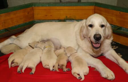 MARILYN CUCCIOLI DI GOLDEN RETRIEVER SAN NICOLO 4828