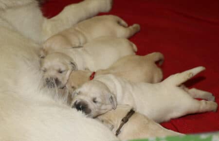 MARILYN CUCCIOLI DI GOLDEN RETRIEVER SAN NICOLO 4837