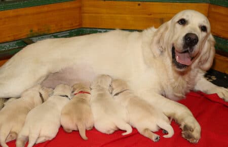 MARILYN CUCCIOLI DI GOLDEN RETRIEVER SAN NICOLO 4847