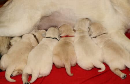 MARILYN CUCCIOLI DI GOLDEN RETRIEVER SAN NICOLO 4850