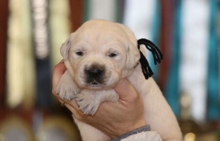 MARILYN CUCCIOLI DI GOLDEN RETRIEVER SAN NICOLO 4944