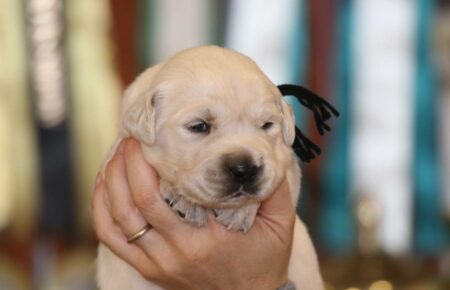 MARILYN CUCCIOLI DI GOLDEN RETRIEVER SAN NICOLO 4946