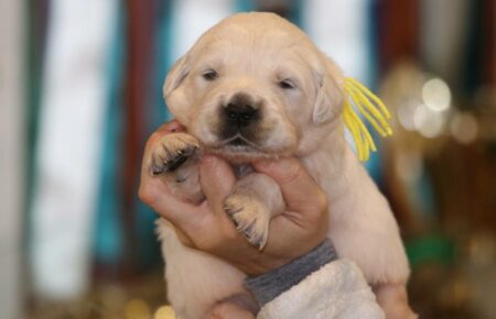 MARILYN CUCCIOLI DI GOLDEN RETRIEVER SAN NICOLO 4951
