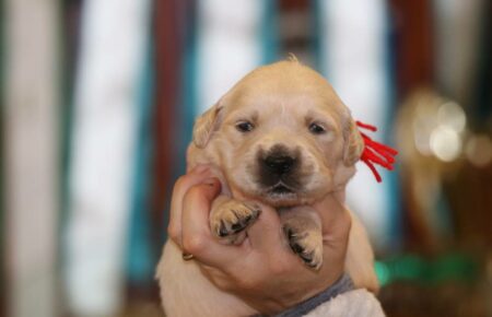 MARILYN CUCCIOLI DI GOLDEN RETRIEVER SAN NICOLO 4962