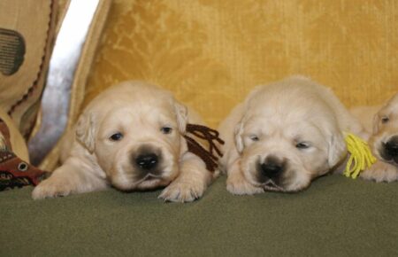 MARILYN CUCCIOLI DI GOLDEN RETRIEVER SAN NICOLO 4969