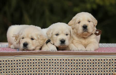 MARILYN CUCCIOLI DI GOLDEN RETRIEVER SAN NICOLO 4997