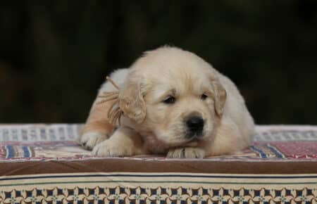 MARILYN CUCCIOLI DI GOLDEN RETRIEVER SAN NICOLO 5005