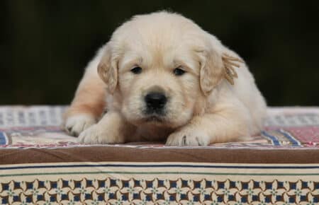 MARILYN CUCCIOLI DI GOLDEN RETRIEVER SAN NICOLO 5010