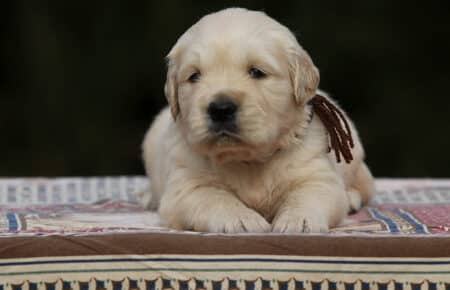 MARILYN CUCCIOLI DI GOLDEN RETRIEVER SAN NICOLO 5014