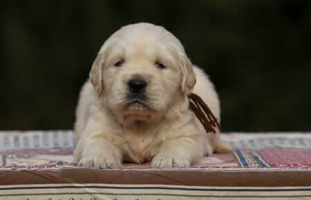 MARILYN CUCCIOLI DI GOLDEN RETRIEVER SAN NICOLO 5022
