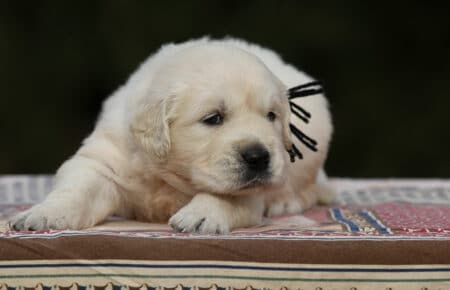 MARILYN CUCCIOLI DI GOLDEN RETRIEVER SAN NICOLO 5029