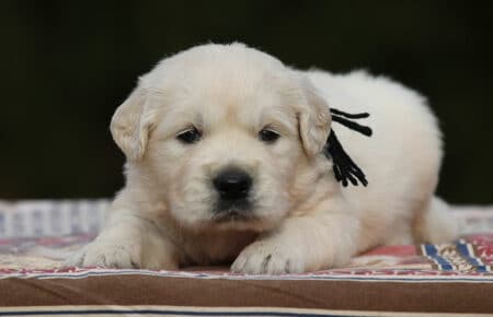 MARILYN CUCCIOLI DI GOLDEN RETRIEVER SAN NICOLO 5031