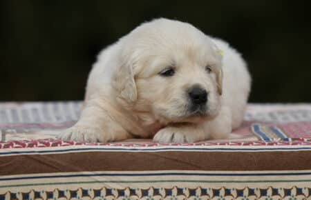 MARILYN CUCCIOLI DI GOLDEN RETRIEVER SAN NICOLO 5050