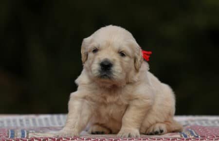 MARILYN CUCCIOLI DI GOLDEN RETRIEVER SAN NICOLO 5054