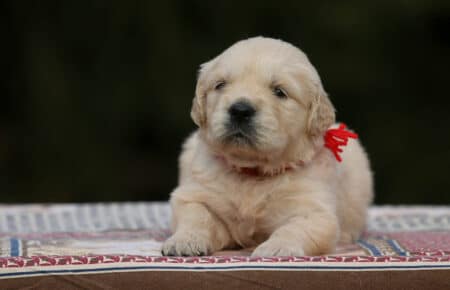 MARILYN CUCCIOLI DI GOLDEN RETRIEVER SAN NICOLO 5057