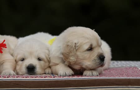 MARILYN CUCCIOLI DI GOLDEN RETRIEVER SAN NICOLO 5072