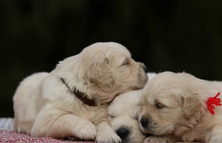 MARILYN CUCCIOLI DI GOLDEN RETRIEVER SAN NICOLO 5073