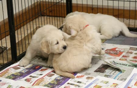 MARILYN CUCCIOLI GOLDEN RETRIEVER SAN NICOLO 5218