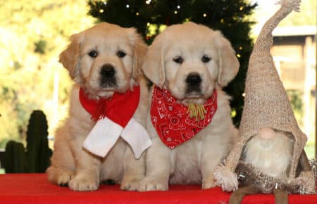 MARILYN CUCCIOLO FEMMINA COLLARE GIALLO GOLDEN RETRIEVER SAN NICOLO 5512