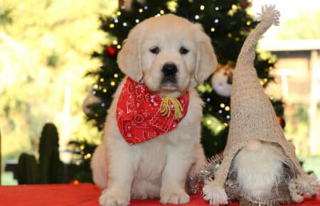 MARILYN CUCCIOLO FEMMINA COLLARE GIALLO GOLDEN RETRIEVER SAN NICOLO 5515