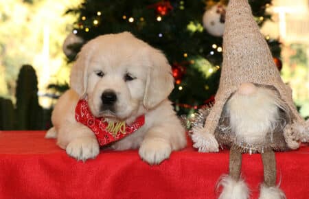 MARILYN CUCCIOLO FEMMINA COLLARE GIALLO GOLDEN RETRIEVER SAN NICOLO 5517