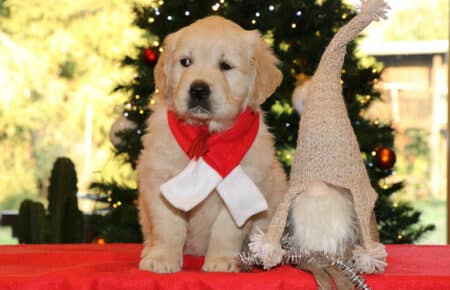 MARILYN CUCCIOLO FEMMINA COLLARE ROSSO GOLDEN RETRIEVER SAN NICOLO 5524
