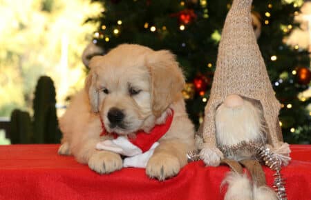 MARILYN CUCCIOLO FEMMINA COLLARE ROSSO GOLDEN RETRIEVER SAN NICOLO 5530