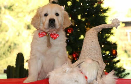 MARILYN CUCCIOLO MASCHIO COLLARE BEIGE GOLDEN RETRIEVER SAN NICOLO 5476
