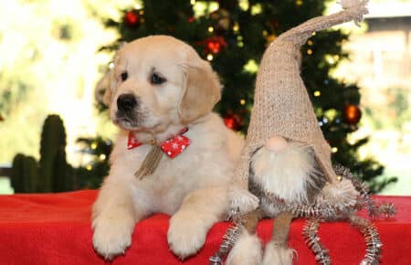 MARILYN CUCCIOLO MASCHIO COLLARE BEIGE GOLDEN RETRIEVER SAN NICOLO 5478