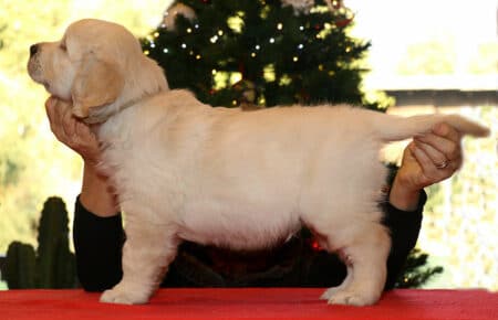 MARILYN CUCCIOLO MASCHIO COLLARE BEIGE GOLDEN RETRIEVER SAN NICOLO 5481