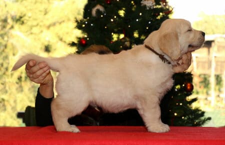 MARILYN CUCCIOLO MASCHIO COLLARE MARRONE GOLDEN RETRIEVER SAN NICOLO 5492