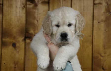 MARILYN CUCCIOLO MASCHIO COLLARINO BEIGE GOLDEN RETRIEVER SAN NICOLO 5201