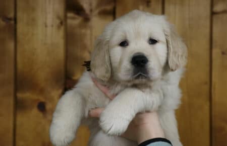 MARILYN CUCCIOLO MASCHIO COLLARINO MARRONE GOLDEN RETRIEVER SAN NICOLO 5196